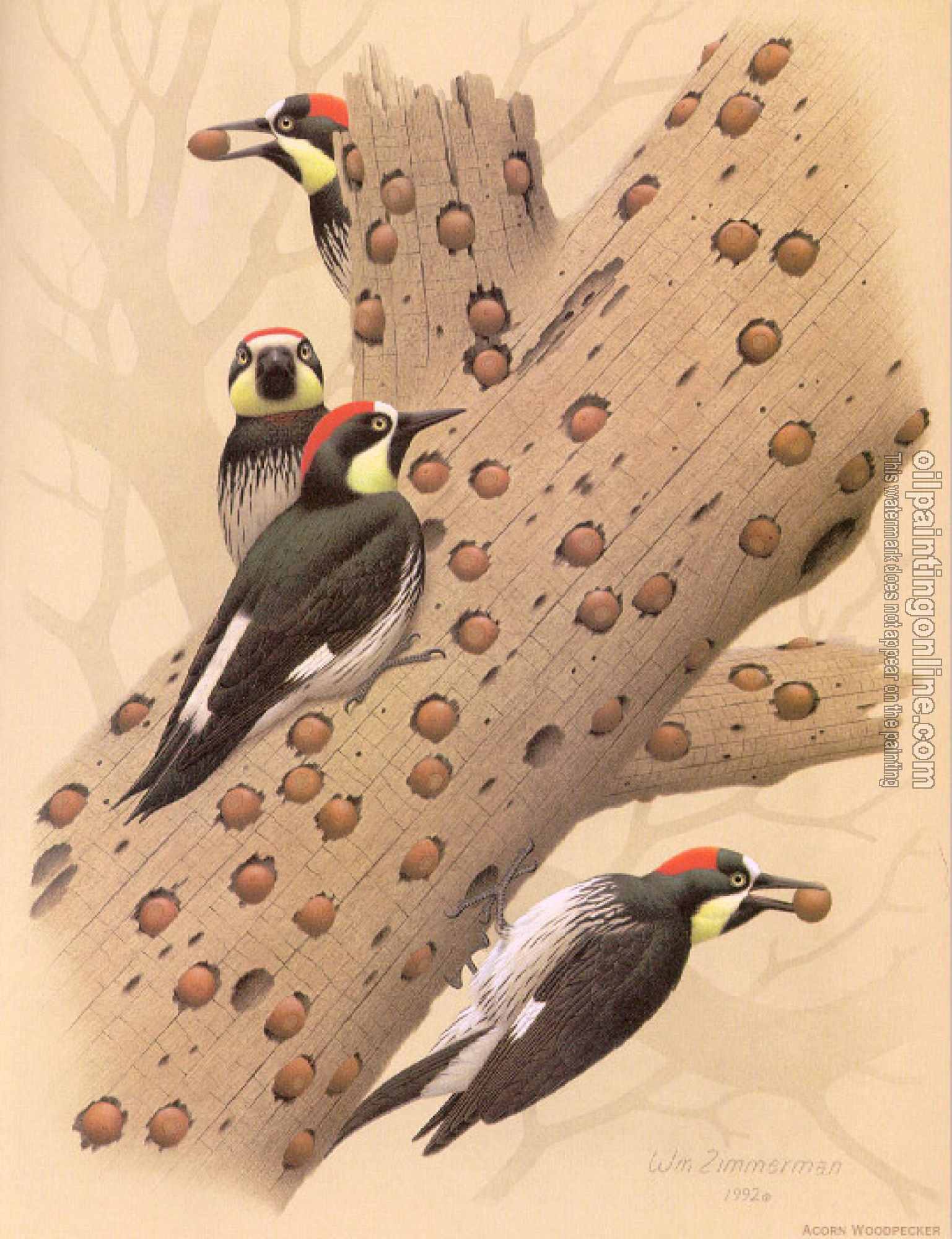 William Zimmerman - Acorn Woodpecker